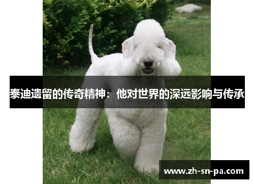 泰迪遗留的传奇精神：他对世界的深远影响与传承